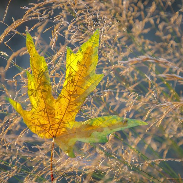 Jaynes Gallery 아티스트의 USA-Washington State-Seabeck Autumn bigleaf maple leaf caught in grasses작품입니다.